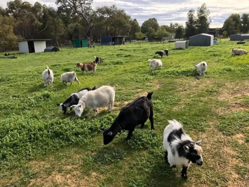 Mandean Estate Pygmy Goat Stud Pygmy Goat Breeder Western Australia