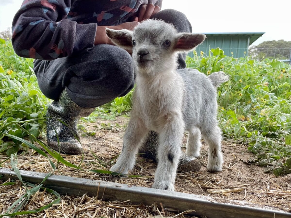 Mandean Estate Pygmy Goat Stud Pygmy Goat Breeder Western Australia