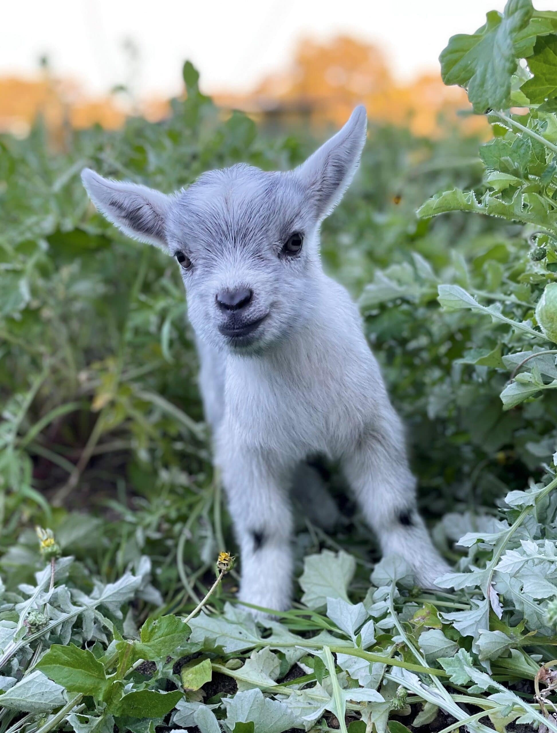 Teacup Baby Goat At Keith Maxey Blog Teacup Baby Goat At Keith Maxey Blog