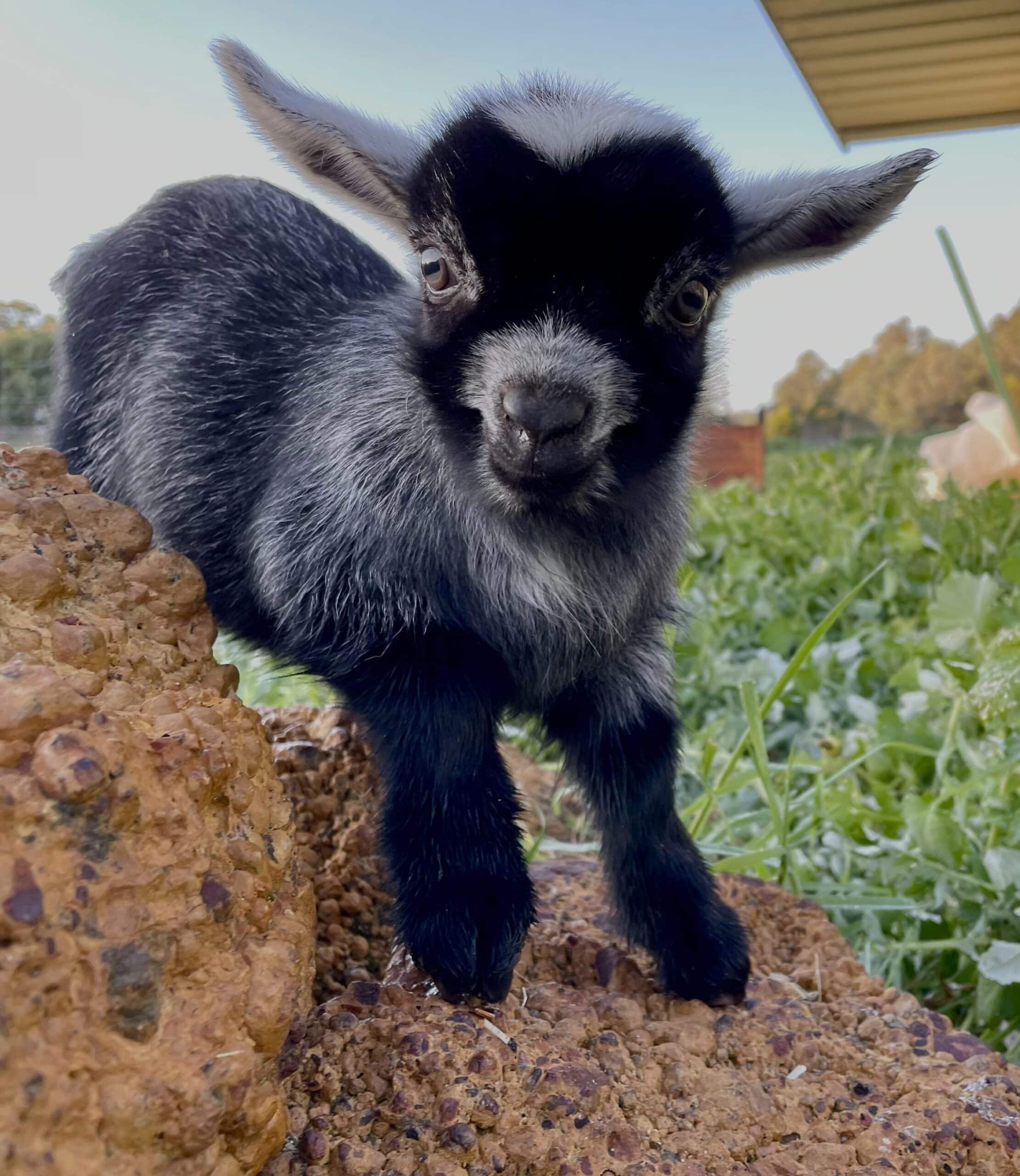 Baby Pygmy Goats